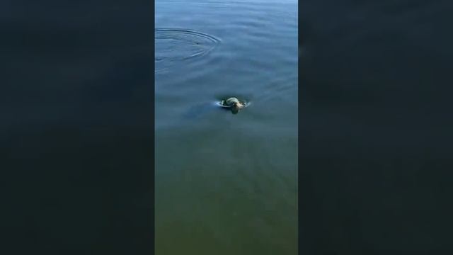 Змееголов! Ловили такую рыбу? смотреть онлайн