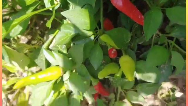 Different kind of chillies/Super dami смотреть онлайн