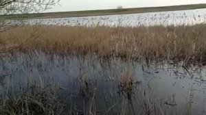 охота с пневматикой мр512 и ретай135х, добыли сурка