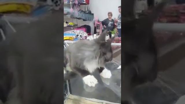 Мейн Кун голубой дым, мальчик. смотреть онлайн