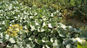 Дыни и арбузы привитые на различные подвои на даче 6 соток.