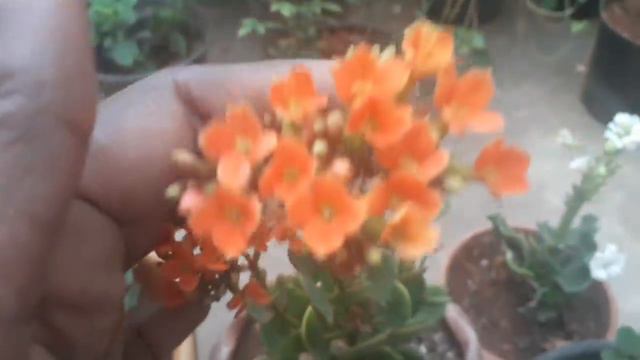 കലഞ്ചോയ് /Kalanchoe plant care in malayalam смотреть онлайн