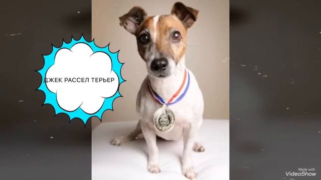 Самые красивые породы собак 1 часть ???? смотреть онлайн