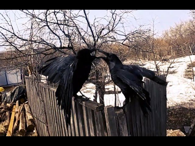 Очень зверское кино. смотреть онлайн