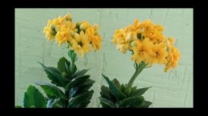 ДУА ДЛЯ ЗАЩИТЫ ДЕТЕЙ ОТ ВСЕГО НЕПРИЯТНОСТИ