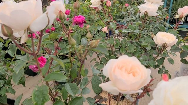 Rosa David Austin™ Desdemona™// Fabulous,❤️Easy to Grow, FRAGRANT Rose! смотреть онлайн