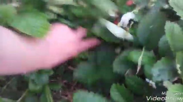 Клубника ( сбор урожая/что делаем дальше ) смотреть онлайн