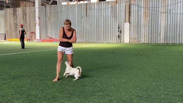 Танцы с собаками Dog dance Тимошина Светлана & Гувер.Танец"А я милого узнаю..."Тренировка 14.08.202 смотреть онлайн