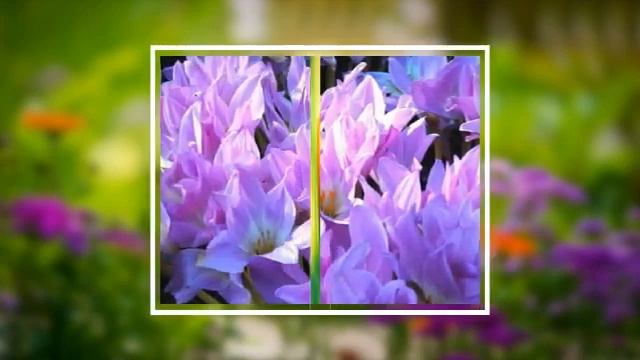 Пусть эти весенние цветы подарят сердцу вдохновения! смотреть онлайн