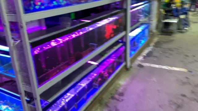 ПТИЧИЙ РЫНОК САДОВОД МОСКВА (ЗИМА 2021) L ЧТО ОНИ СЕБЕ ПОЗВОЛЯЮТ? L РЫБКИ, РАСТЕНИЯ, АКВАРИУМЫ #2