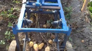 Картофель сорт Импала семенной матерял покупал ООО ЭТК "Меристемные культуры"  ОТЗЫВ