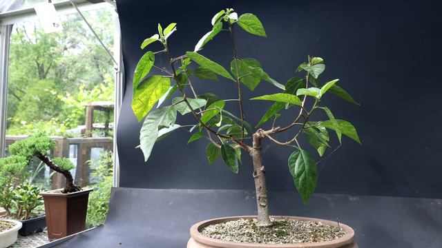 Pruning Three Hibiscus and One Black Locust, The Bonsai Zone, June 2023 смотреть онлайн