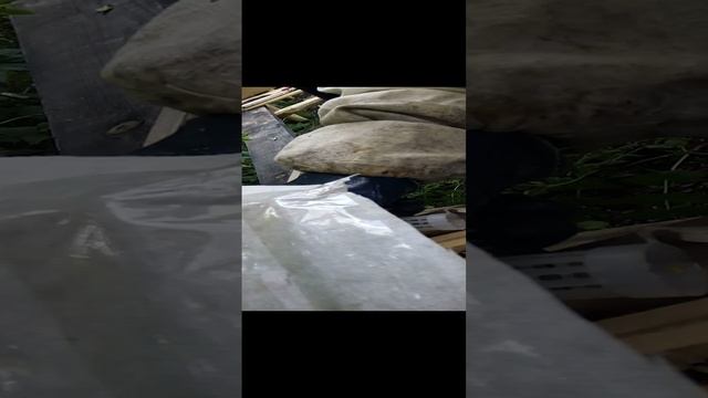 Нуклеусик -2023 год смотреть онлайн