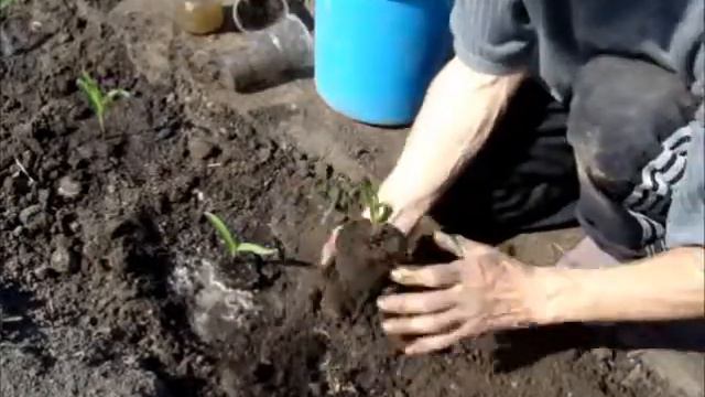 Как лучше посадить рассаду смотреть онлайн