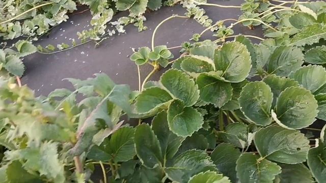 Клубника с фруктовым вку.сом, Лидер по урожайности, сорт Французской селекции, МАРИГЕТ! смотреть онлайн