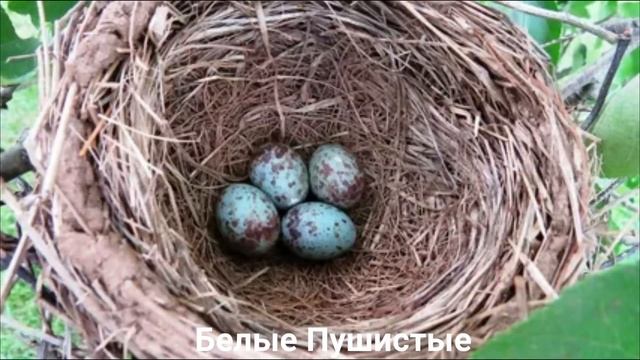 ОБЫКНОВЕННЫЙ ГРАКЛ ?/Птицы/Животные/Интересные факты смотреть онлайн