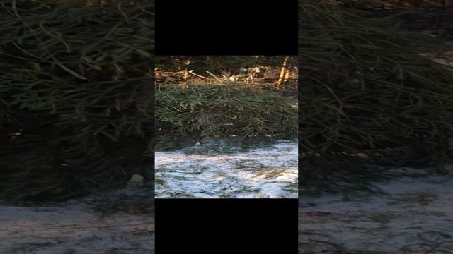 Зимовка пчел под елочкой.mp4