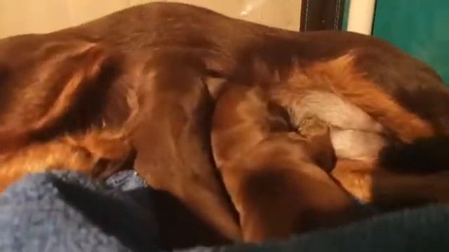 Пепси и щенки. Пти брабансон, окрас шоколадный.