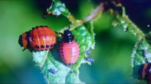 Как избавиться от колорадского жука и его личинок!.