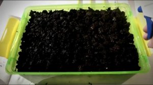 Мини-грибница - выращивание шампиньонов в домашних условиях