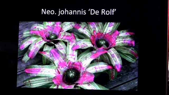 Barry Landau's Tropical Planet - Variegated Bromeliads смотреть онлайн