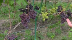 @Виноград 2019  Виноград Байконур  Отзыв о винограде