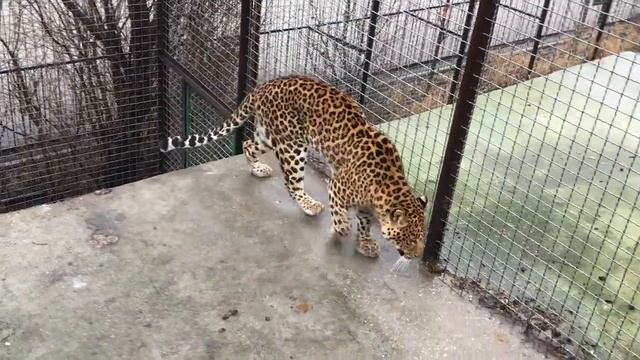 Длинноногая рысь и ее мощный сосед! Тайган The long-legged lynx and its powerful neighbor! Taigan смотреть онлайн