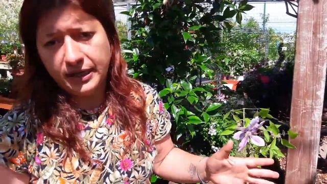 Consigli utili sulla coltivazione della clematis смотреть онлайн