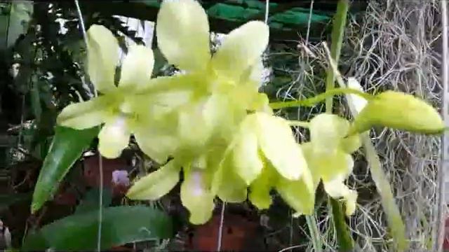 Exotic fragrant orchid - Dendrobium hybrid - Dendrobium Burana Green Candy смотреть онлайн