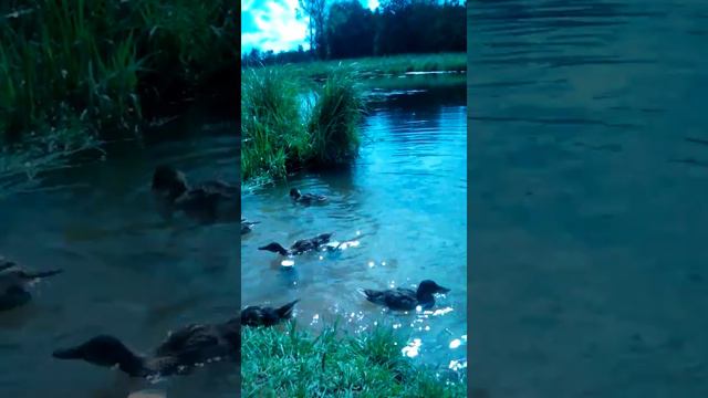 Гатчинская речка "Тёплая" - пионерпенсионер кормит уток ! ( ч.01 ) /13 : 44/ - 27.07.2018 г. смотреть онлайн