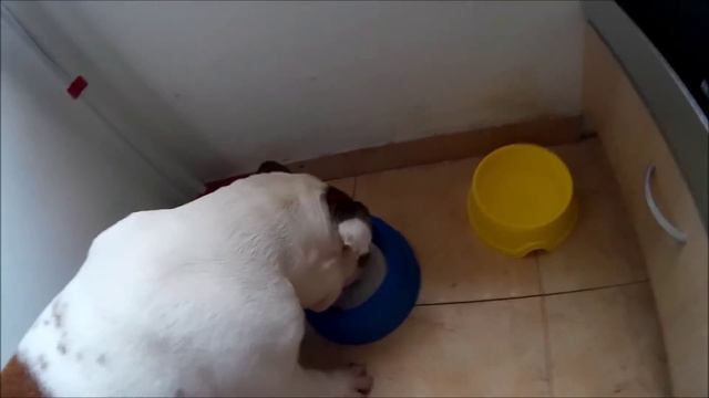 Кисломолочка собакам - Българско кисле мляко смотреть онлайн