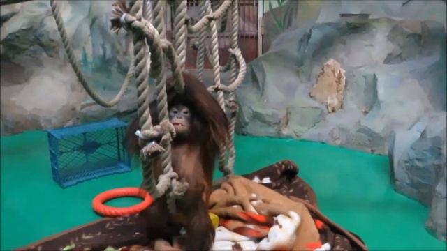 Красавица Джулия сегодня сонная 06.11.2020 смотреть онлайн