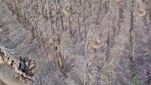 Уборка подсолнуха Сайберік 2022 смотреть онлайн