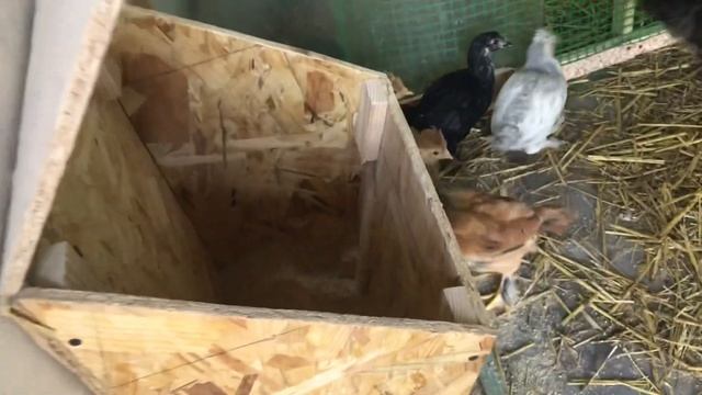 Когда нужно отсадить курицу от цыплят смотреть онлайн