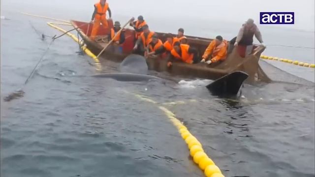 На юге Сахалина рыбаки спасли косатку из сетей смотреть онлайн
