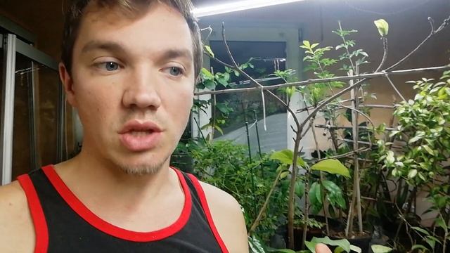 Свет для комнатных растений смотреть онлайн