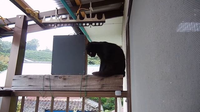 幸運を招く黒猫みぃ。10 (Nikon coolpix s6600) смотреть онлайн