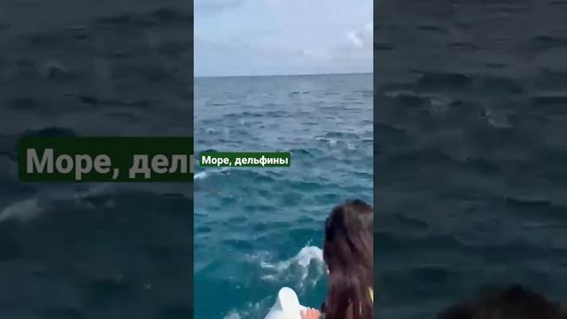 Море ,дельфины
