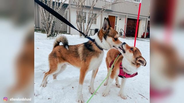 Norwegian Lundehund - Top 10 Facts смотреть онлайн