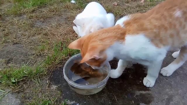 Коты на рыбалке! | Как коты ловят рыбу? смотреть онлайн