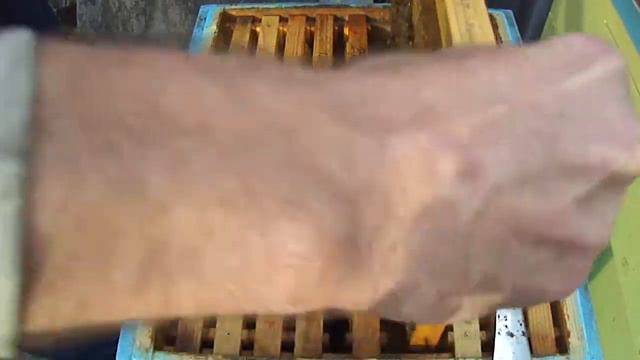 Трутень (видео 1) в октябре-это ненормально. 10.10.20. смотреть онлайн