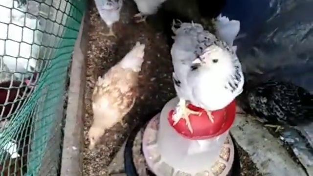 Содержание перепелов, кур несушек, цыплят ????? смотреть онлайн