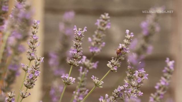 Bees on Lavender | Relaxing and peaceful смотреть онлайн