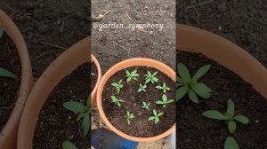 Осмокот или Цион?