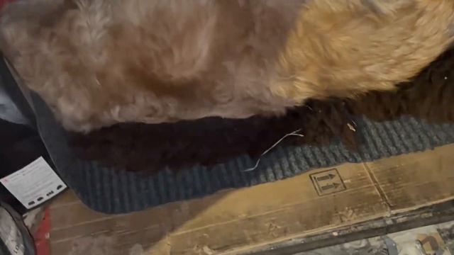 Frozen Golden Retriever is Abandoned and on the Street, Drags Broken Limbs and Had a Seizure смотреть онлайн