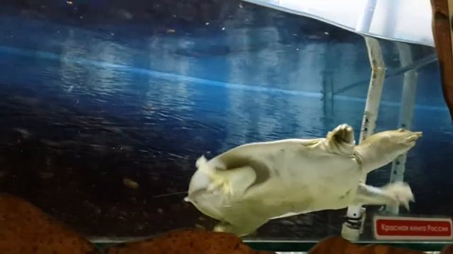 Зооэкзотариум Тулы. Китайская мягкотелая черепаха и др. смотреть онлайн