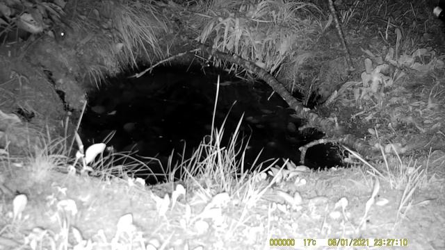 Охота лесного хорька за лягушкой / Forest ferret hunting for a frog смотреть онлайн