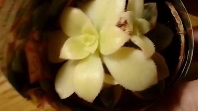 Алоэ тигровое; Дескоингса. Крассула обликва; плауновидная (мшистая). Эониум белый. смотреть онлайн