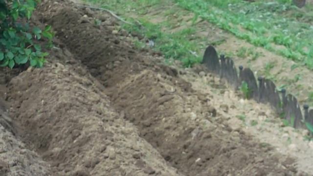 сею горчицу после окучивания картошки смотреть онлайн