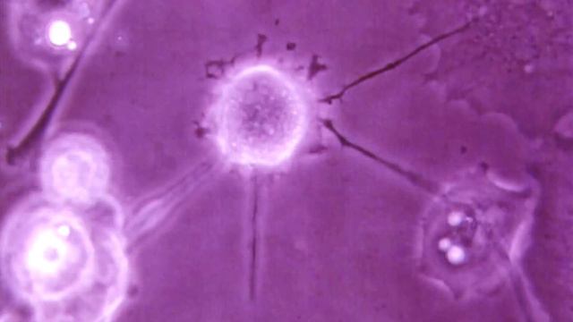 Dog Behaviour - Animal Instinct смотреть онлайн